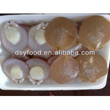 frozen bay Scallops/sea scallop